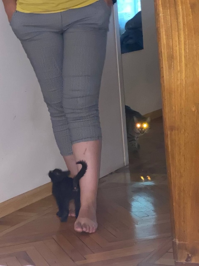 ������� �������������, ������ - �����. 