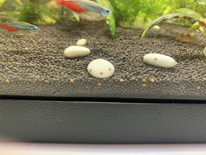 Даже на неретине появилось