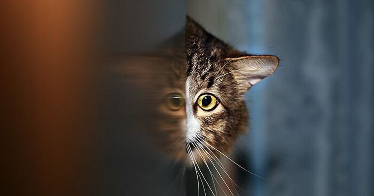 Кошка выглядывающей из за угла