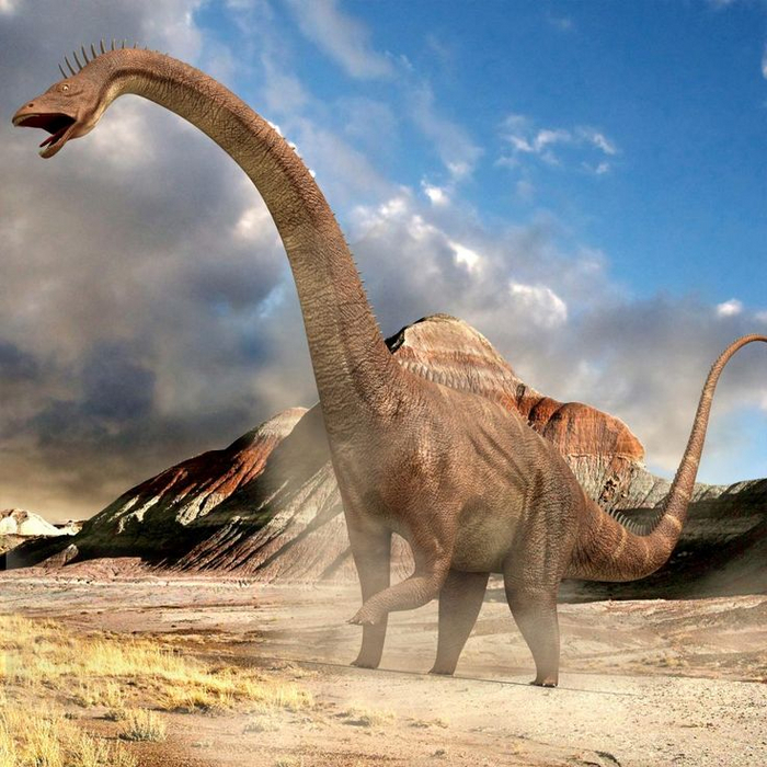 Думали ли динозавры попой? Новая теория на примере диплодока Палеонтология, Диплодок, Мозг, Попа, Теория, Физиология, Длиннопост