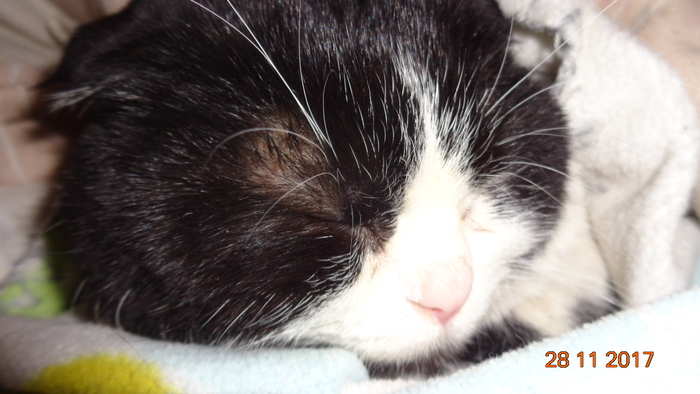    ,  ,  , ,     ,    -     ,       .       ,    .