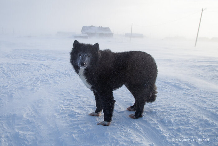 Этот пёс похож на медведя. На улице -25 и вьюга, а ему все нипочем