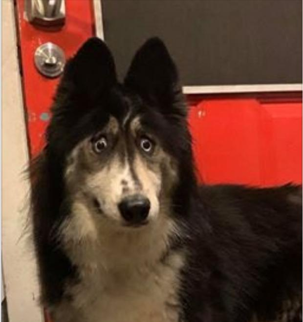 Хаски с необычным взглядом оказался в приюте, но вскоре смог обрести новый дом