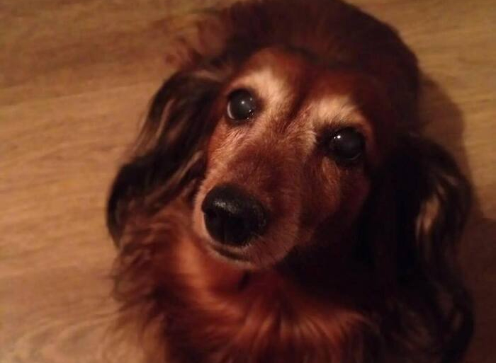 Первая такса Елены - Жужа