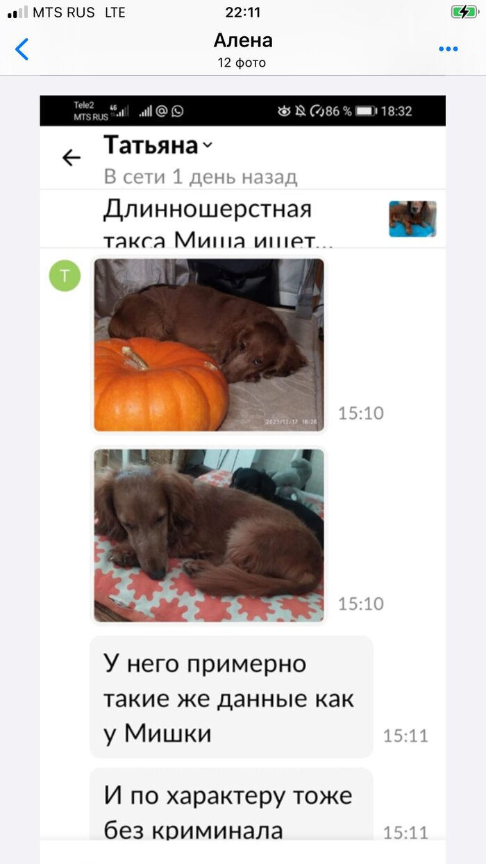 Скрин переписки на авито, где в переписке прислали фото Мартина под объявлением о другой пристраиваемой таксе Мише.