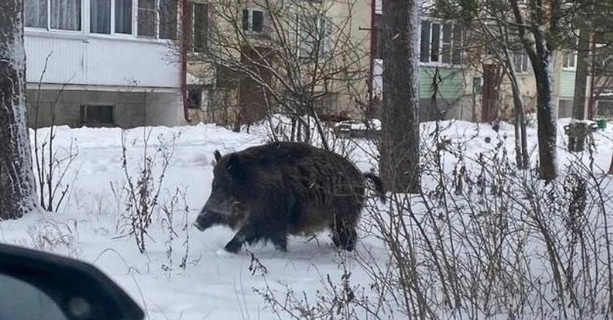 Огромный кабан
