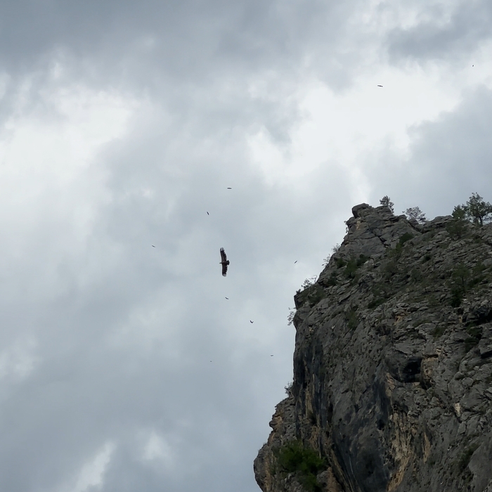 Кавказские орлы