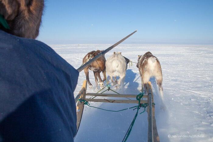 Ненецкая тройка