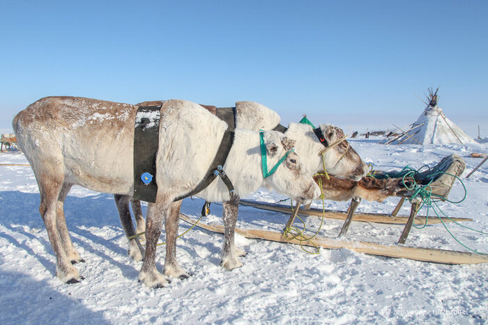 Олени — это еда, тепло и транспортное средство