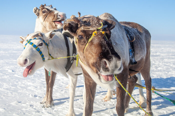 Улыбочку. Конечно, олени не улыбаются, а переводят дух после езды