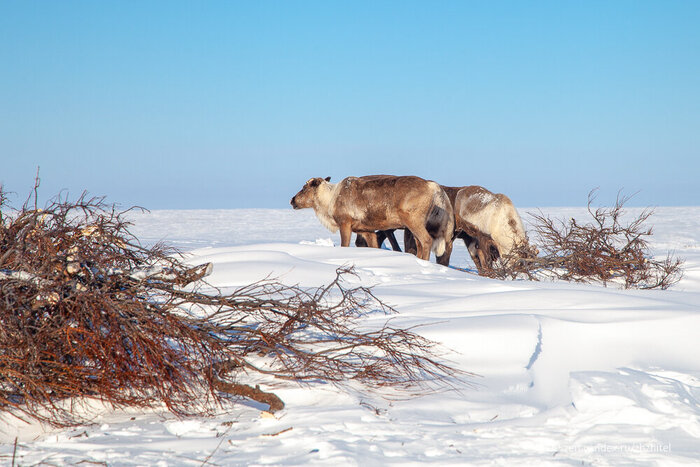 Это вместо дров