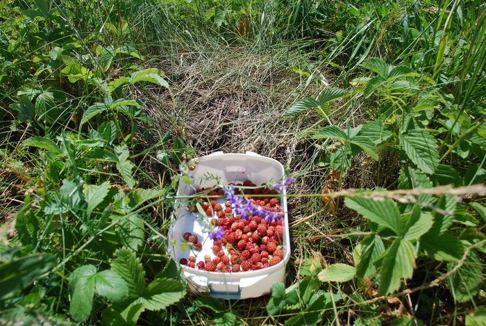 ��� ������� ���������