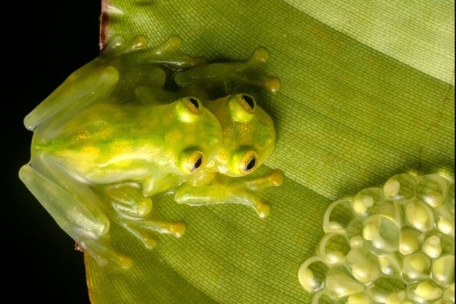 Обсудим лягушачьи яички? Чем ещё в понедельник с утра заняться