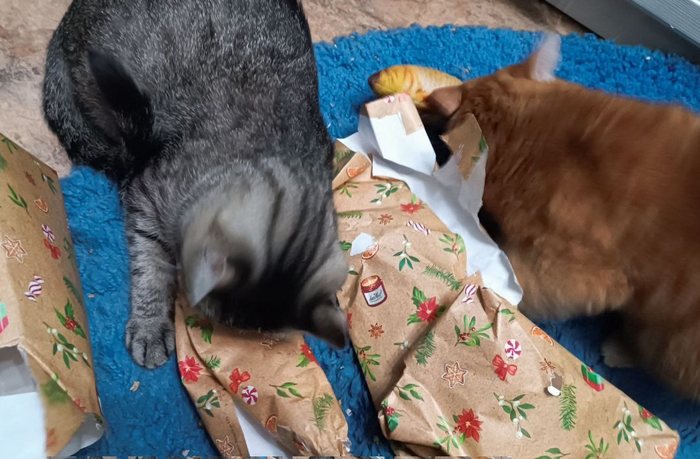 Фиона и Жмыр распаковывают подарки!