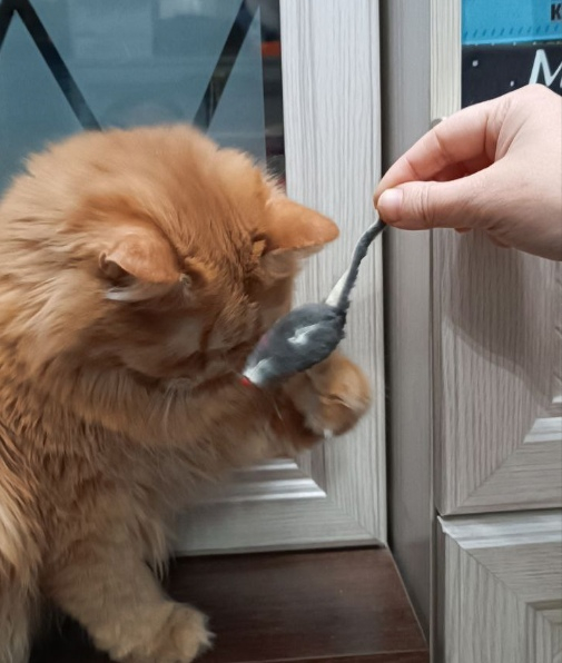 Бри изучает мышь