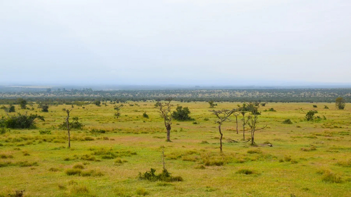 После вторжения большеголовых муравьев древесный покров значительно сокращается