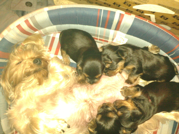 ���������� ���������