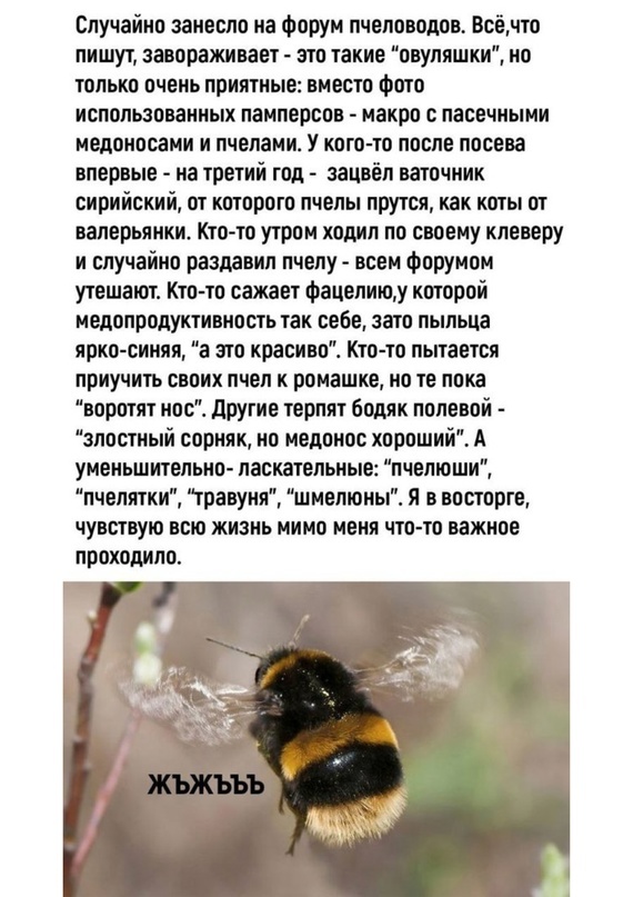 Анекдот № — Что общего у пчелы и инвалидов? — Жалко.