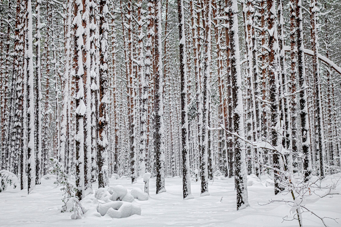 Снежное утро Лес, Солотча, Рязанская область, Фотография, Красивый вид, Пейзаж, Утро, Снег, Зима