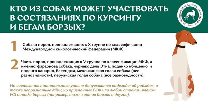 СПОРТ: КУРСИНГ И БЕГА БОРЗЫХ Собачники, Собака, Развитие, Успех, Ркф, Курсинг, Рейсинг, Собачьи бега, Длиннопост, Яндекс Дзен (ссылка)