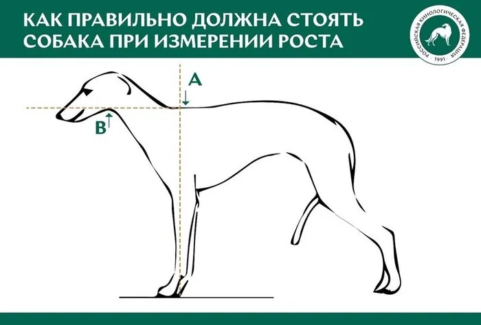 СПОРТ: КУРСИНГ И БЕГА БОРЗЫХ Собачники, Собака, Развитие, Успех, Ркф, Курсинг, Рейсинг, Собачьи бега, Длиннопост, Яндекс Дзен (ссылка)