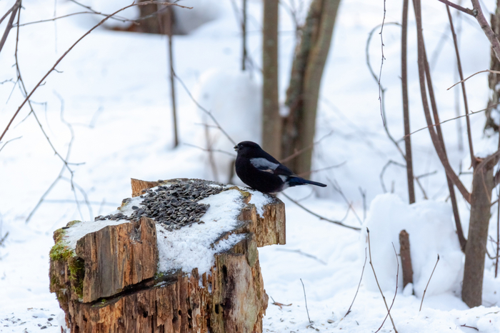 ������������ ������� (Pyrrhula pyrrhula) � ���������� / <a href="https://pikabu.ru/story/v_tomske_vstretili_chernogo_snegirya_11172233?u=https%3A%2F%2Fvk.com%2Fwall-214565129_364&t=%D0%A2%D0%B0%D0%BC%D0%B0%D1%80%D0%B0%20%D0%9F%D0%B0%D0%B2%D0%BB%D0%BE%D0%B2%D0%B0%20%2F%20%D0%9F%D1%82%D0%B8%D1%86%D1%8B%20%D0%A2%D0%BE%D0%BC%D1%81%D0%BA%D0%BE%D0%B9%20%D0%BE%D0%B1%D0%BB%D0%B0%D1%81%D1%82%D0%B8&h=bddb68212ada7861280b625069cd5a50690bceea" title="https://vk.com/wall-214565129_364" target="_blank" rel="nofollow noopener">������ ������� / ����� ������� �������</a>