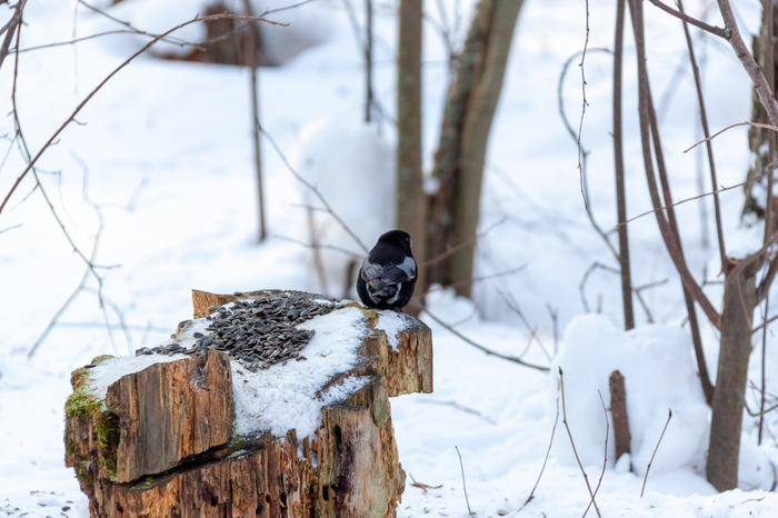 ������������ ������� (Pyrrhula pyrrhula) � ���������� / <a href="https://pikabu.ru/story/v_tomske_vstretili_chernogo_snegirya_11172233?u=https%3A%2F%2Fvk.com%2Fwall-214565129_364&t=%D0%A2%D0%B0%D0%BC%D0%B0%D1%80%D0%B0%20%D0%9F%D0%B0%D0%B2%D0%BB%D0%BE%D0%B2%D0%B0%20%2F%20%D0%9F%D1%82%D0%B8%D1%86%D1%8B%20%D0%A2%D0%BE%D0%BC%D1%81%D0%BA%D0%BE%D0%B9%20%D0%BE%D0%B1%D0%BB%D0%B0%D1%81%D1%82%D0%B8&h=bddb68212ada7861280b625069cd5a50690bceea" title="https://vk.com/wall-214565129_364" target="_blank" rel="nofollow noopener">������ ������� / ����� ������� �������</a>