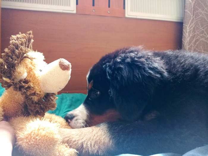 Август 2021 (3месяца)