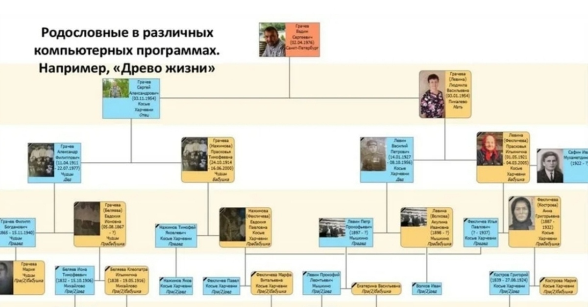 Ведет свою родословную. Дерево жизни программа для построения генеалогических деревьев. Генеалогическое дерево семьи. Родословное дерево. Родословная программа древо жизни.