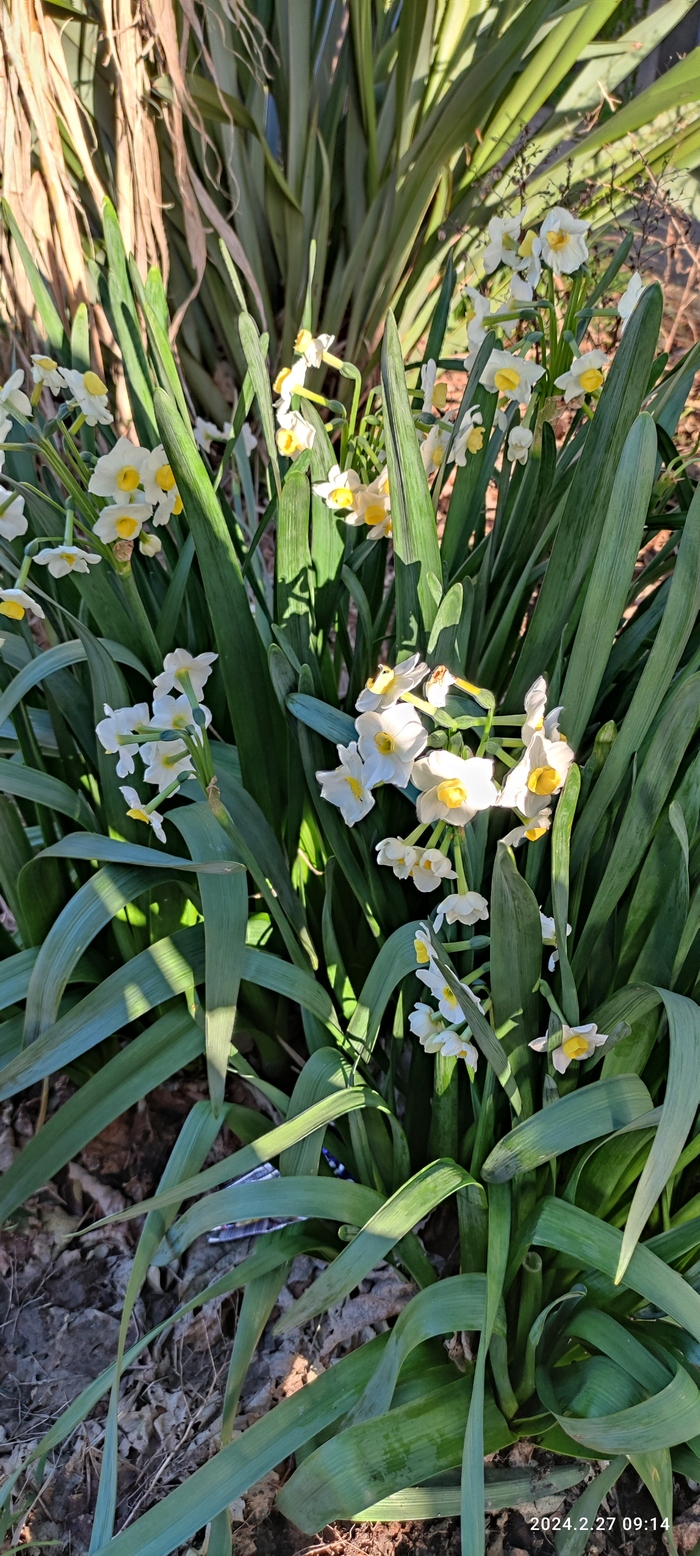 Скоро весна Природа, Хорошая погода, Цветы, Длиннопост, Мобильная фотография