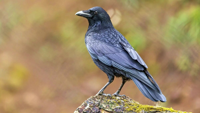 ����� ����� ��������� ������ �������?