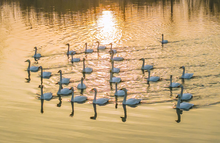 Лебеди в Китае провожают заходящее солнце Лебеди, Птицы, Китай, Закат, Фотография, Озеро, Вокруг света, Длиннопост