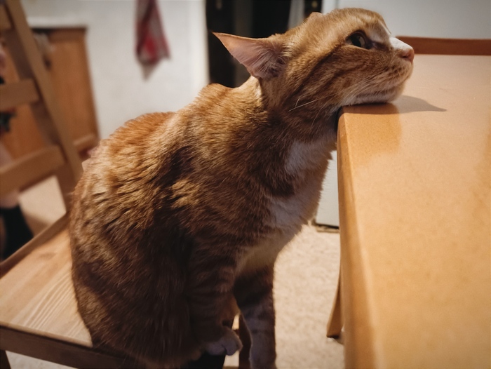 Пришёл домой. Миска у кота с едой. Но мой кот уже ждёт обновление