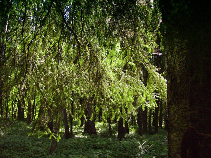   KONICA MINOLTA DiMAGE E500