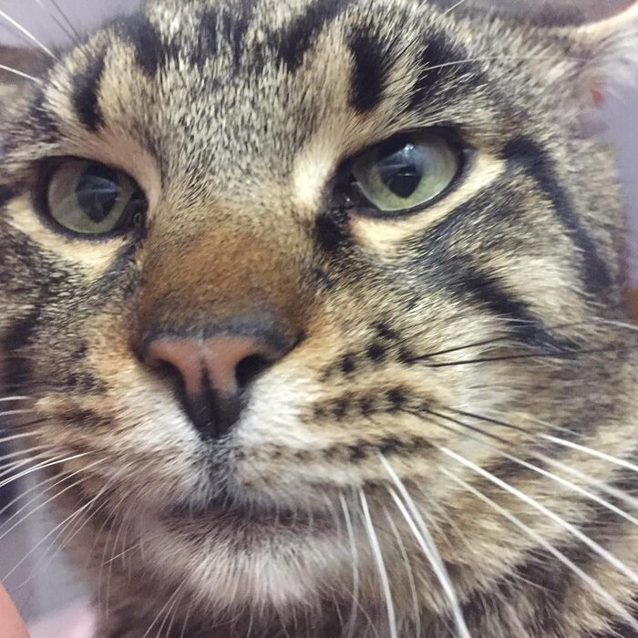 Продолжение поста «Нанокот»