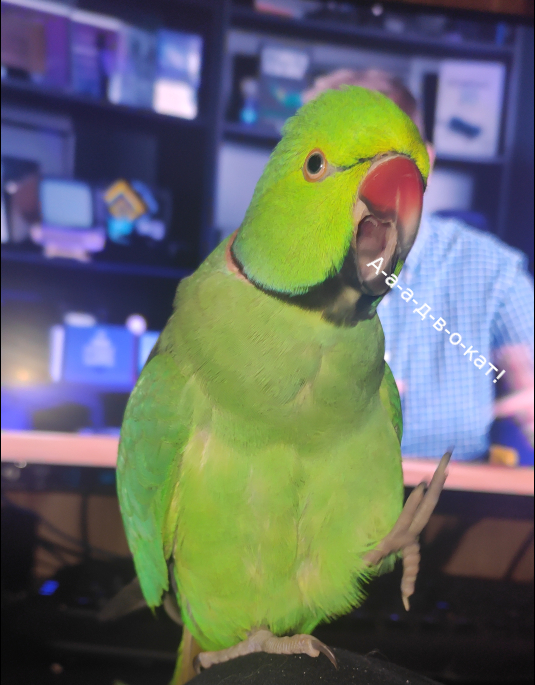 ��� "�������"