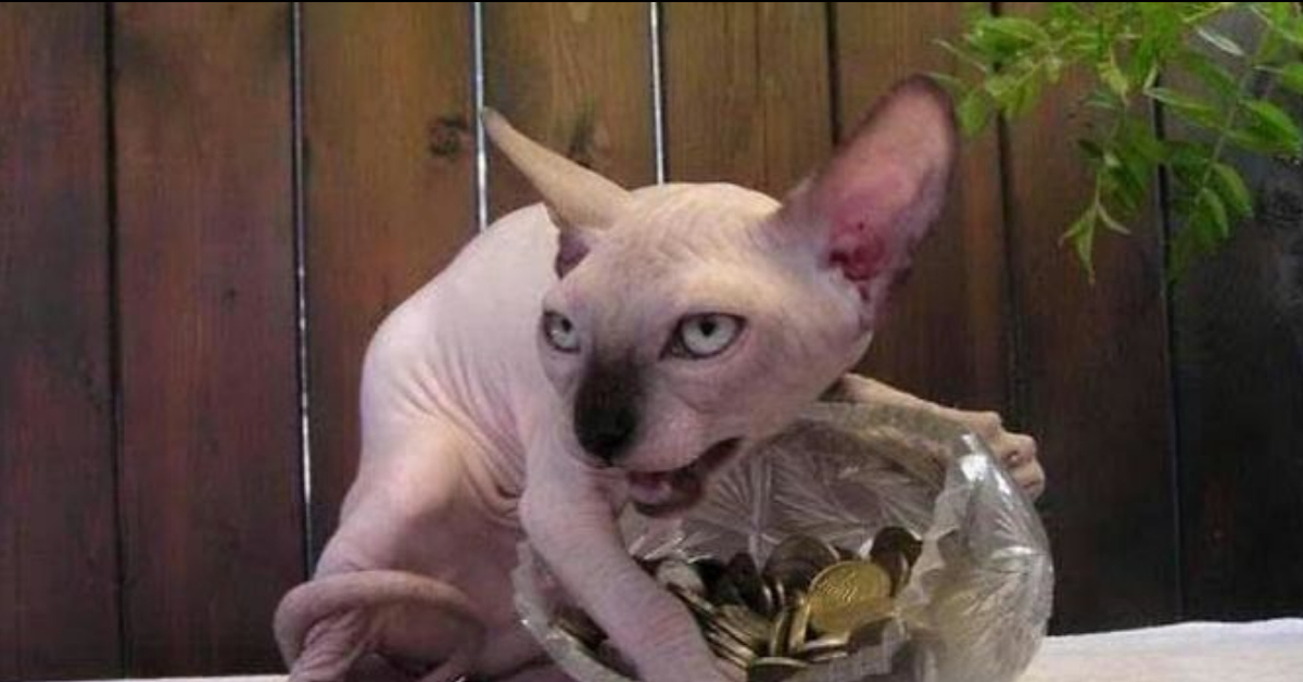 Кот сфинкс прикол