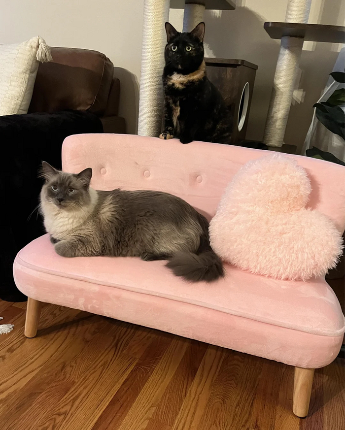 Какую самую глупую вещь вы купили для своей кошки?