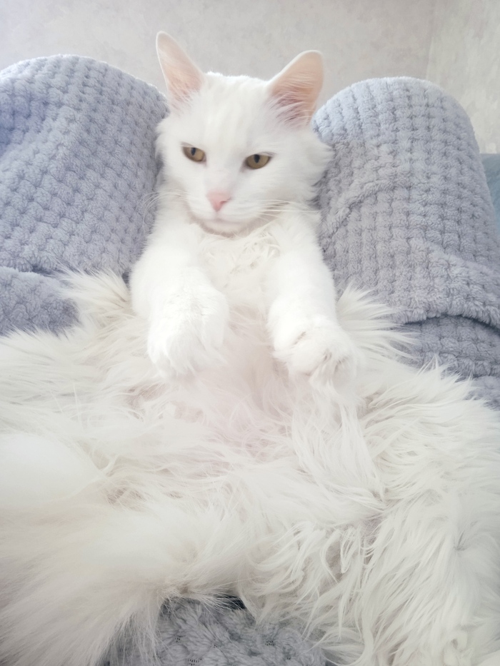 С днем милых, добрых, понимающих котиков, и вас кошатники тоже.. Вот и мой любимец, сынуля Шер Кот, Кошатники, Длиннопост, Домашние животные, Фотография