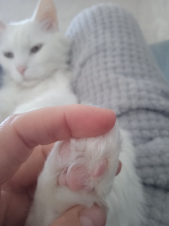 С днем милых, добрых, понимающих котиков, и вас кошатники тоже.. Вот и мой любимец, сынуля Шер Кот, Кошатники, Длиннопост, Домашние животные, Фотография