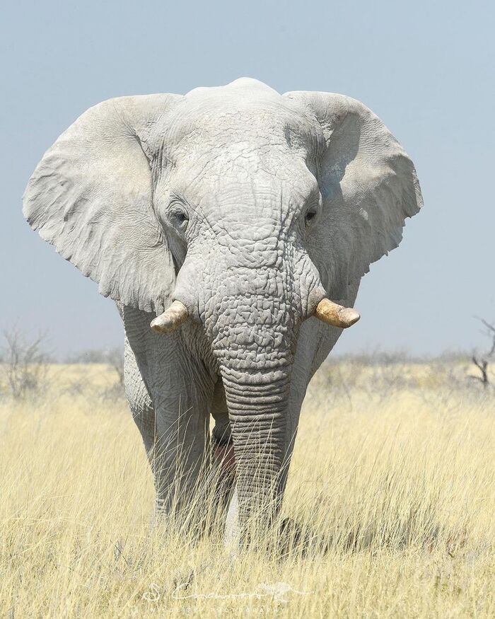 Белый призрак