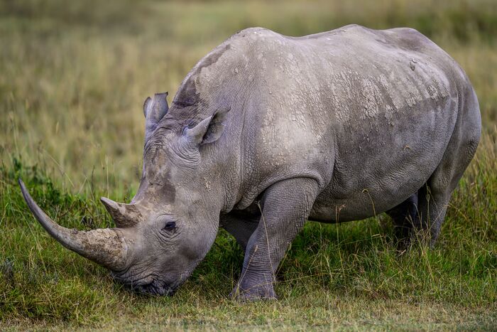 Белый носорог Фотография, Фотоохота, Дикие животные, Носорог, Белый носорог