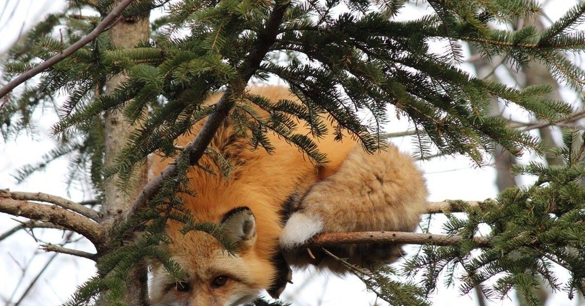 Лиса залезла на дерево. Лиса из дерева. Лиса лазает по деревьям. Лисы на деревьев. Лисы забираются на деревья и сидят там.