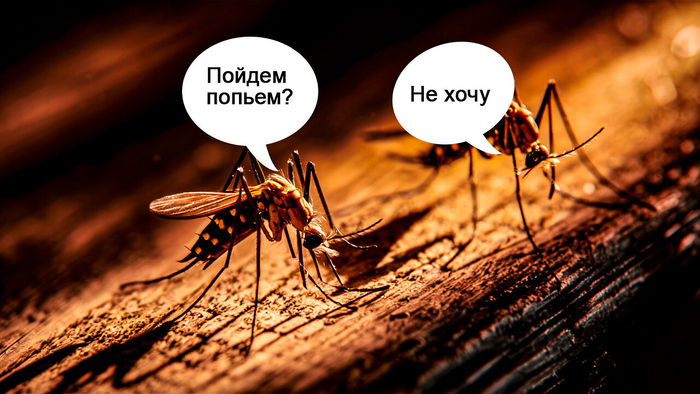 Названы научные и народные способы борьбы с комарами и мошкой