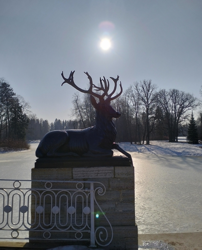 телефонное фото оленя на солнце