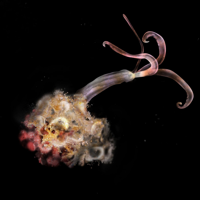 То, что выглядит как юбочка — тело с половым аппаратом и корневыми отростками, а сверху — щупальца.