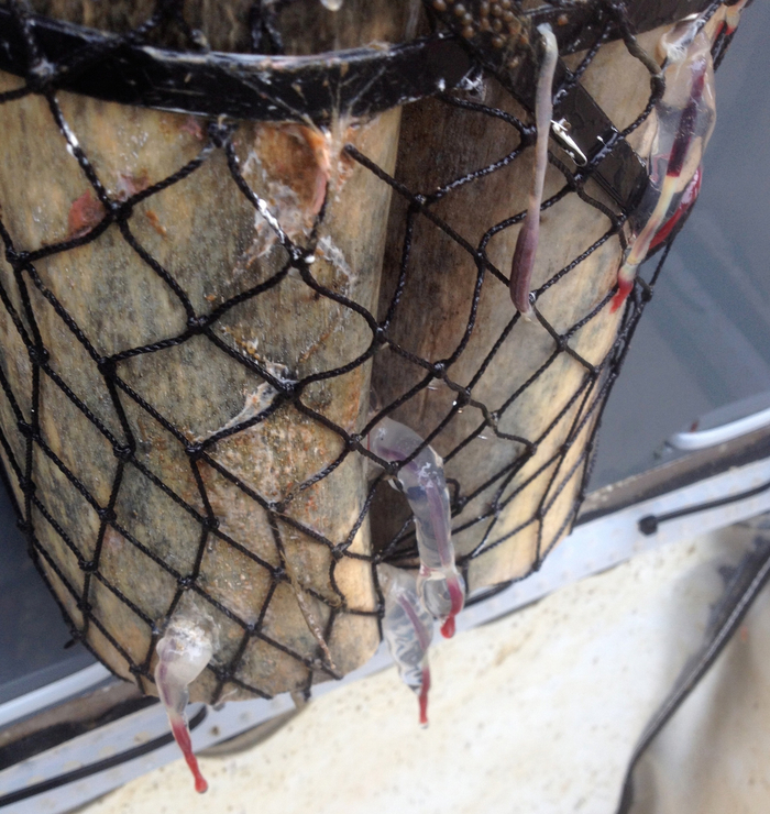 Эта желешка и есть та слизистая капсула, что защищает оседакса от своей кислоты.