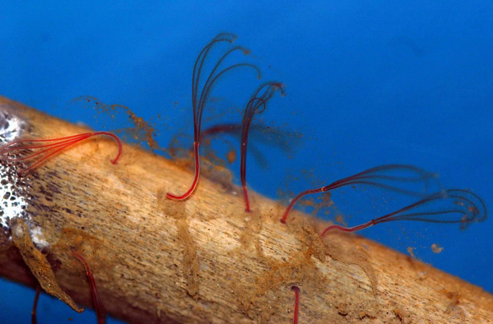 Оседаксы — это почти как кариес. Только он делает дырки по всем костям!