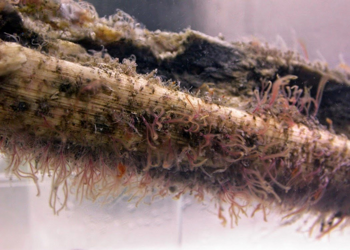 Одновременно оно и живое, и неживое.