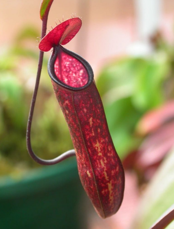 ������ ������������